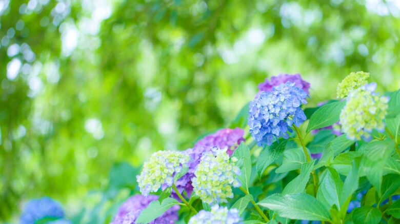 WACCAマンスリーレポート　６月