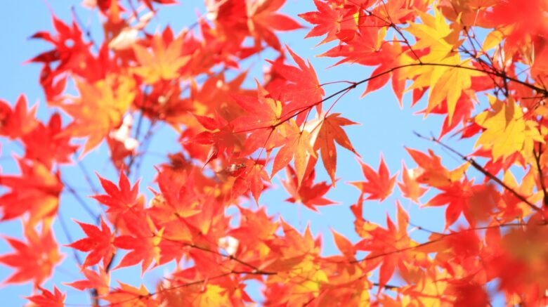 WACCAマンスリーレポート　11月